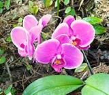 Pink Orchids - Santa Barbara Orchid Tour