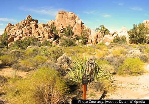 A new tour being offered this spring will be to Joshua Tree National Park 